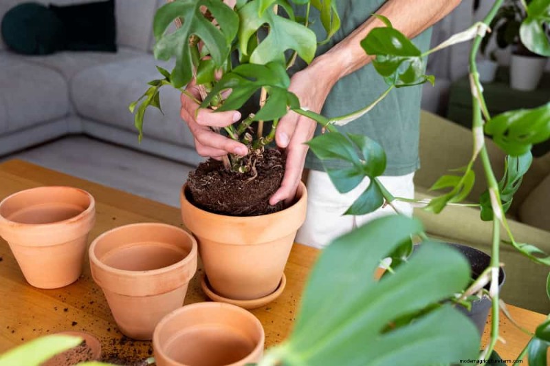 Monstera Care: 11 Tips for Thriving Growth in Winter