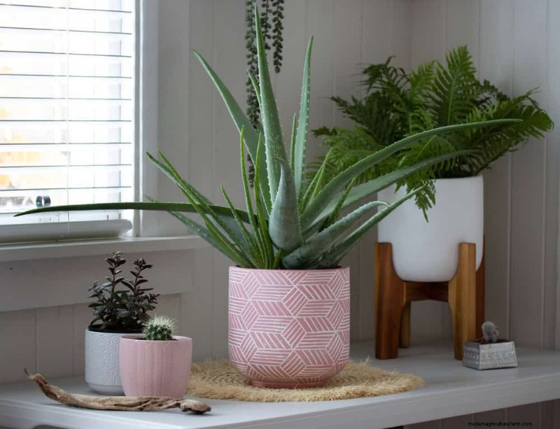 Aloe Vera Care: Expert Tips for Thriving Plants