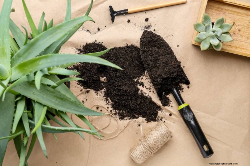 Aloe Vera Care: Expert Tips for Thriving Plants