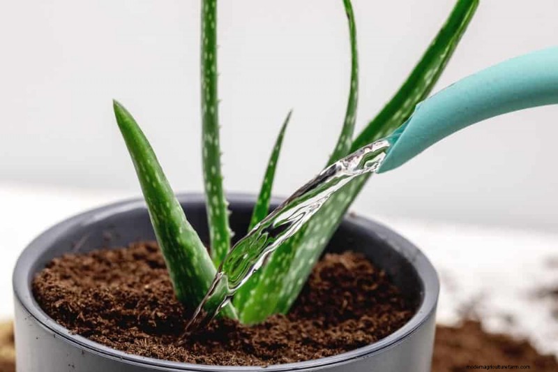 Aloe Vera Care: Expert Tips for Thriving Plants