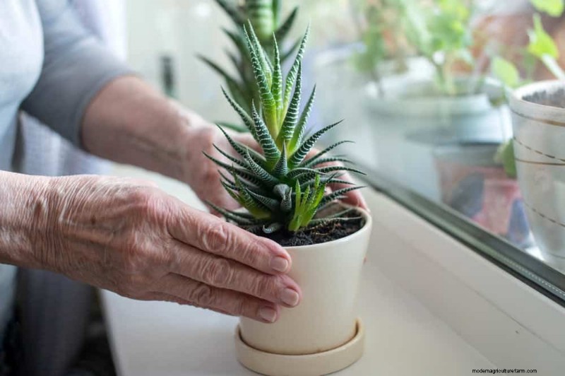 Aloe Vera Care: Expert Tips for Thriving Plants