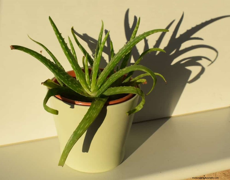 Aloe Vera Care: Expert Tips for Thriving Plants