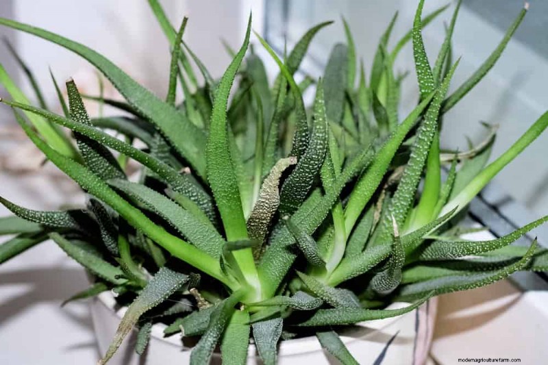 Aloe Vera Care: Expert Tips for Thriving Plants
