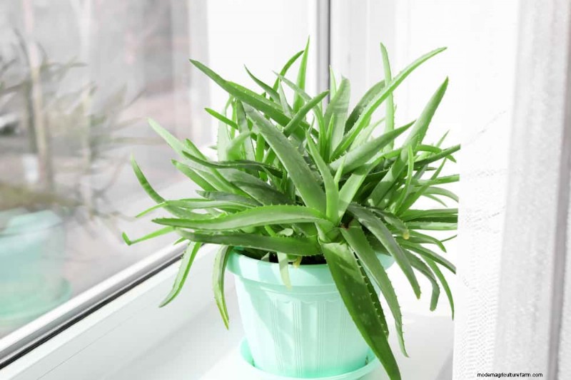 Aloe Vera Care: Expert Tips for Thriving Plants