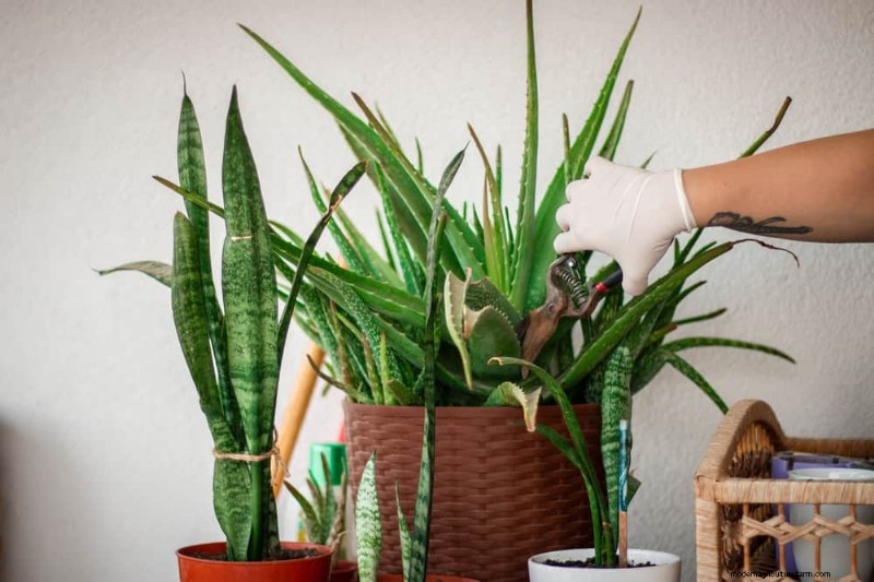 Aloe Vera Care: Expert Tips for Thriving Plants