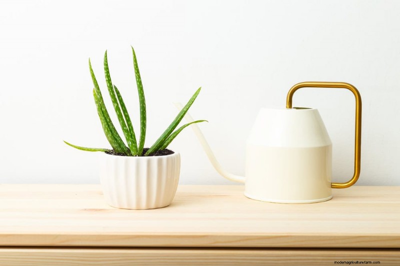 Aloe Vera Care: Expert Tips for Thriving Plants