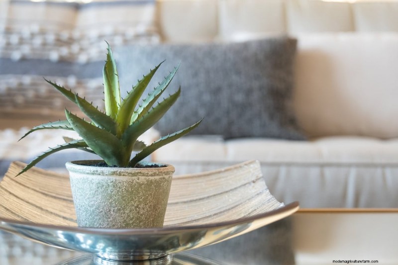 Aloe Vera Care: Expert Tips for Thriving Plants