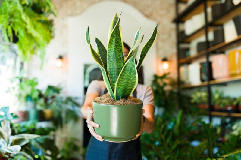Snake Plant Problems: Identification & Expert Solutions for Healthy Growth