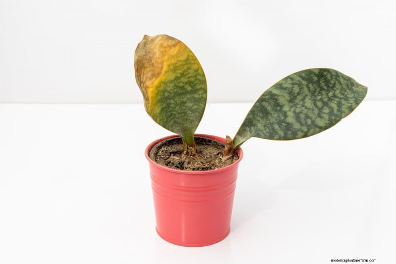 Snake Plant Problems: Identification & Expert Solutions for Healthy Growth
