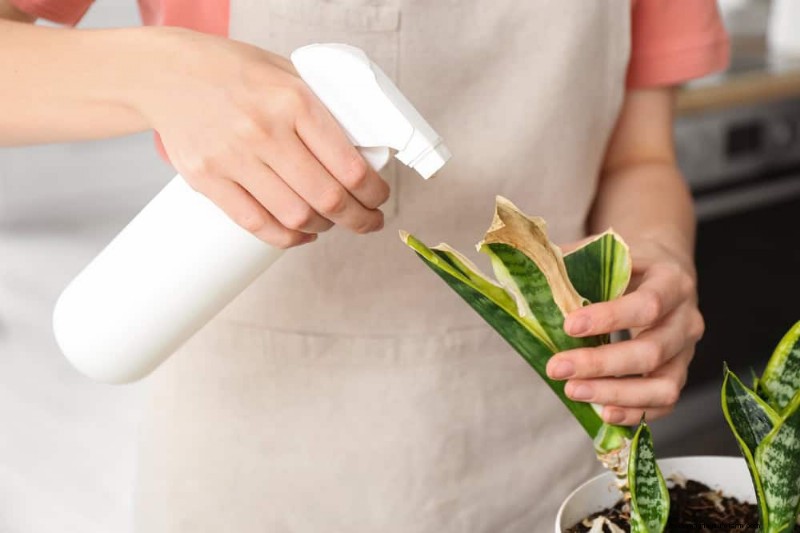 Snake Plant Problems: Identification & Expert Solutions for Healthy Growth