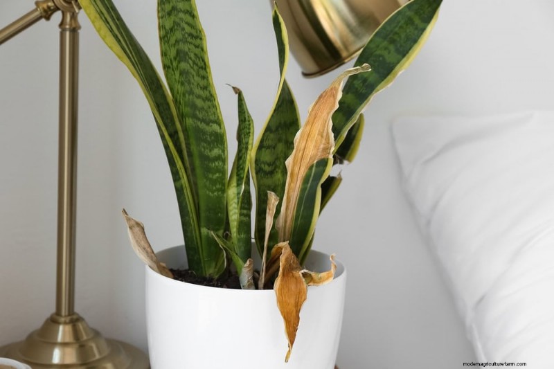 Snake Plant Problems: Identification & Expert Solutions for Healthy Growth