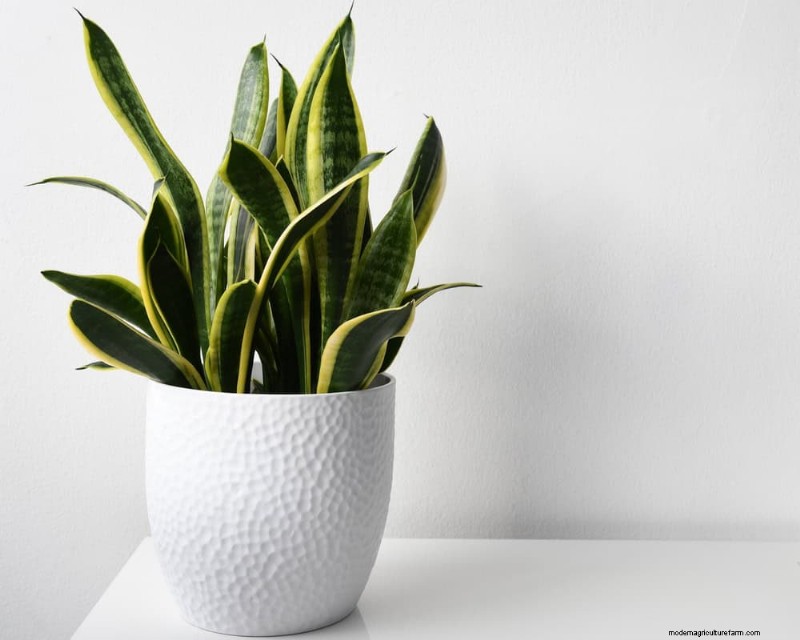 Snake Plant Problems: Identification & Expert Solutions for Healthy Growth