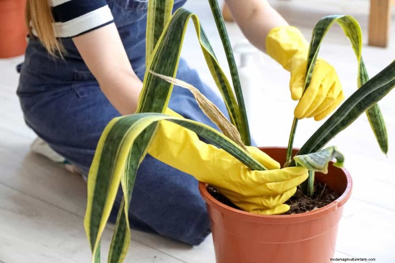 Snake Plant Problems: Identification & Expert Solutions for Healthy Growth