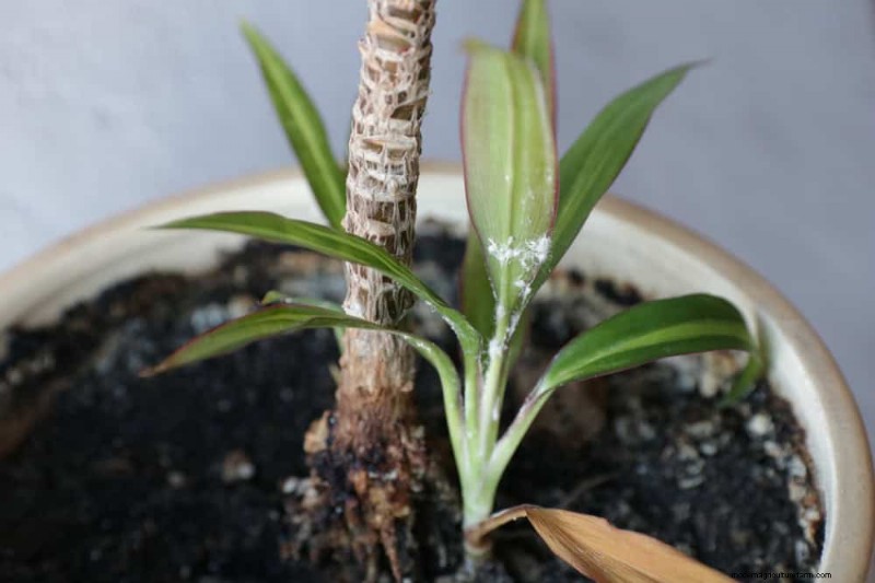 Snake Plant Problems: Identification & Expert Solutions for Healthy Growth