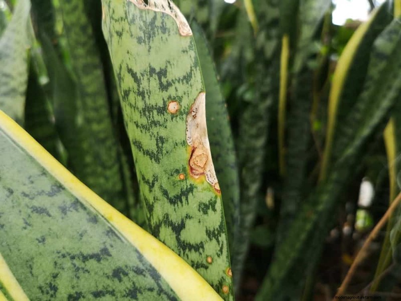 Snake Plant Problems: Identification & Expert Solutions for Healthy Growth