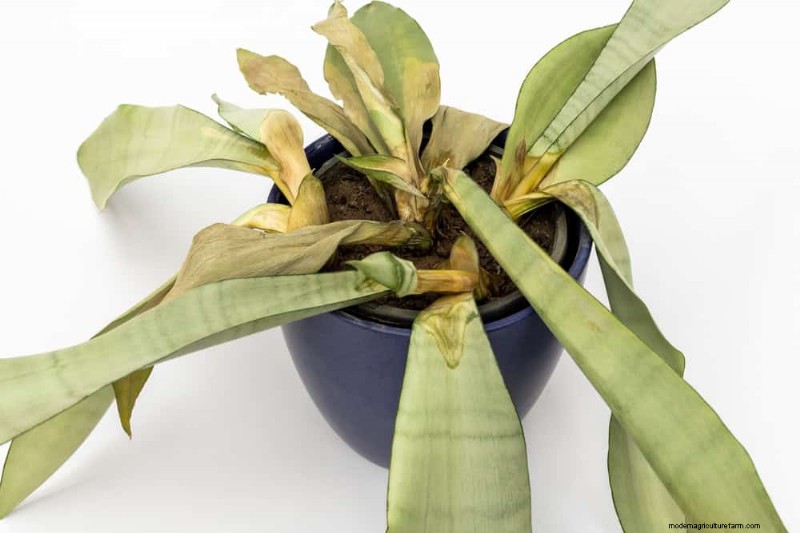 Snake Plant Problems: Identification & Expert Solutions for Healthy Growth