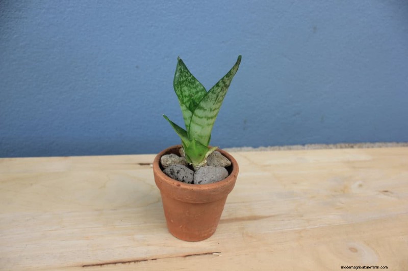 Snake Plant Problems: Identification & Expert Solutions for Healthy Growth