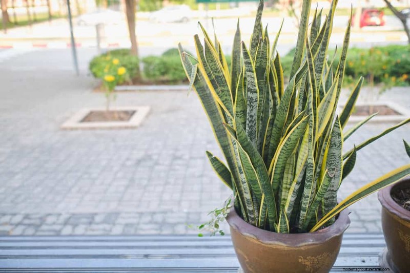 Snake Plant Problems: Identification & Expert Solutions for Healthy Growth
