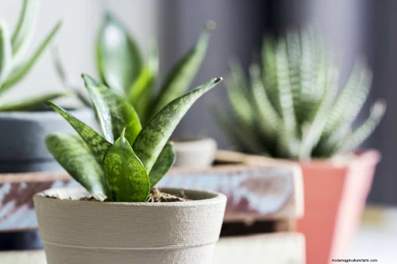 Snake Plant Problems: Identification & Expert Solutions for Healthy Growth