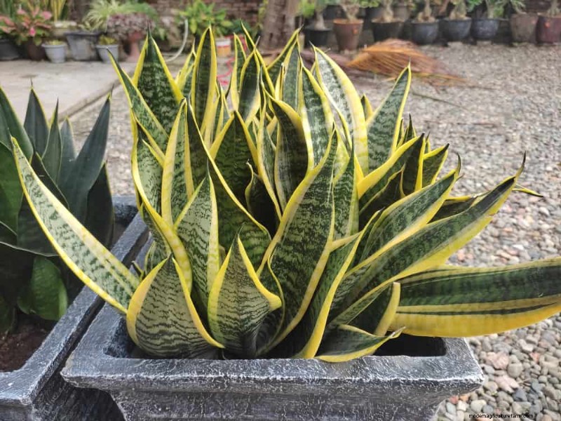 Snake Plant Problems: Identification & Expert Solutions for Healthy Growth