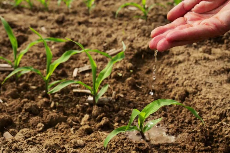 Winter Soil Health Check: 11 Methods for Spring Success