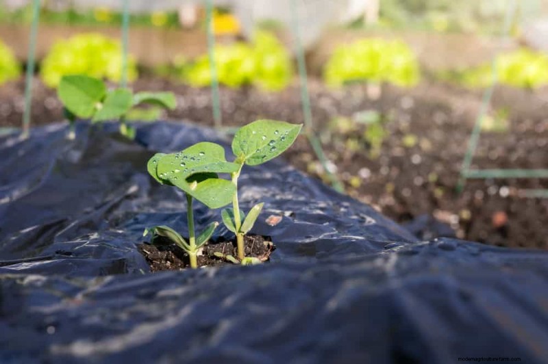Winter Soil Health Check: 11 Methods for Spring Success