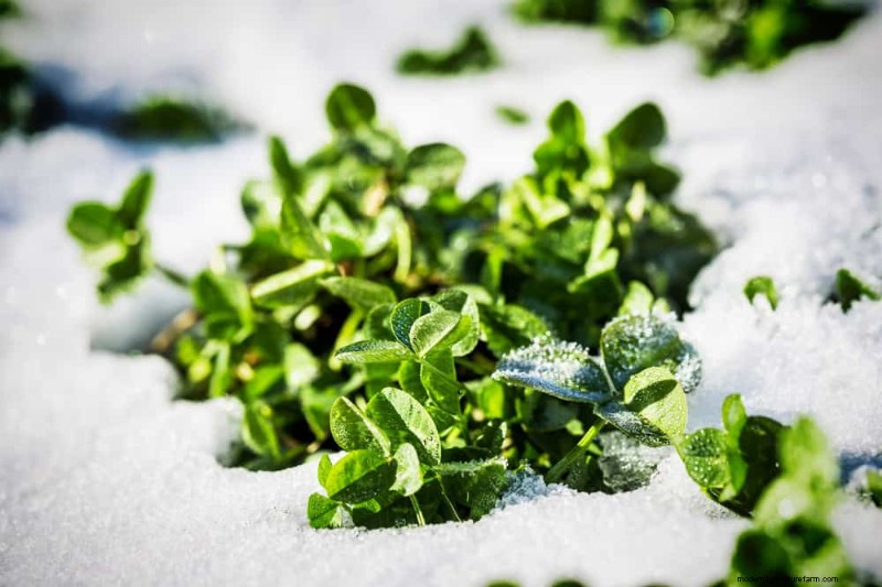 Winter Soil Health Check: 11 Methods for Spring Success