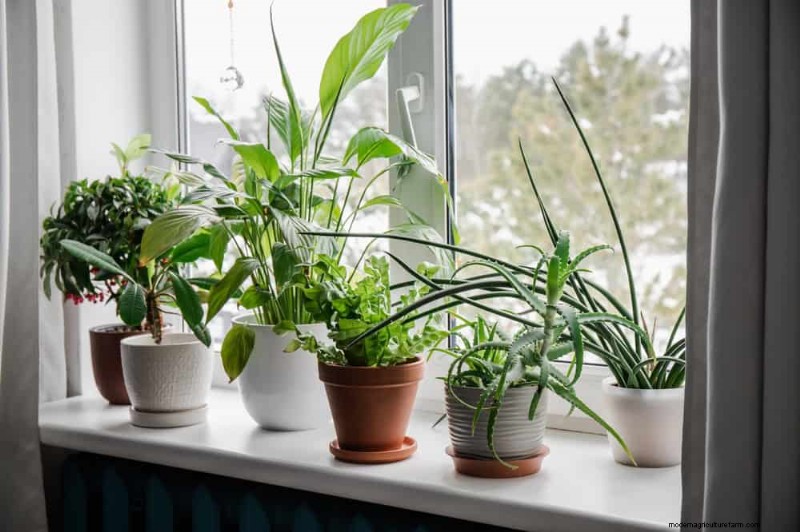 Best Low-Light Plants for Winter Windows: 12 Stunning Choices
