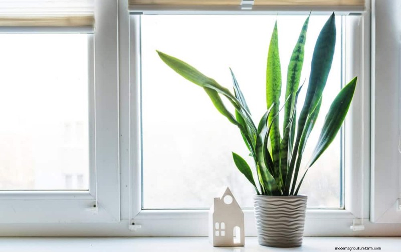 Best Low-Light Plants for Winter Windows: 12 Stunning Choices
