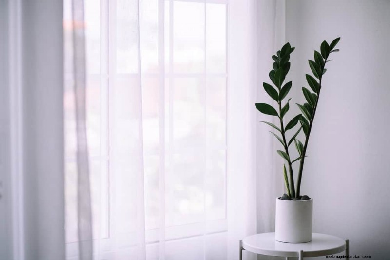 Best Low-Light Plants for Winter Windows: 12 Stunning Choices