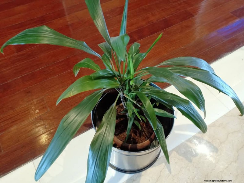 Best Low-Light Plants for Winter Windows: 12 Stunning Choices