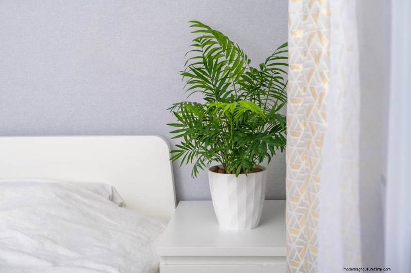 Best Low-Light Plants for Winter Windows: 12 Stunning Choices