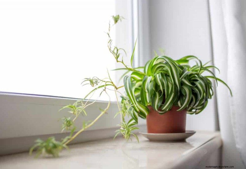 Best Low-Light Plants for Winter Windows: 12 Stunning Choices