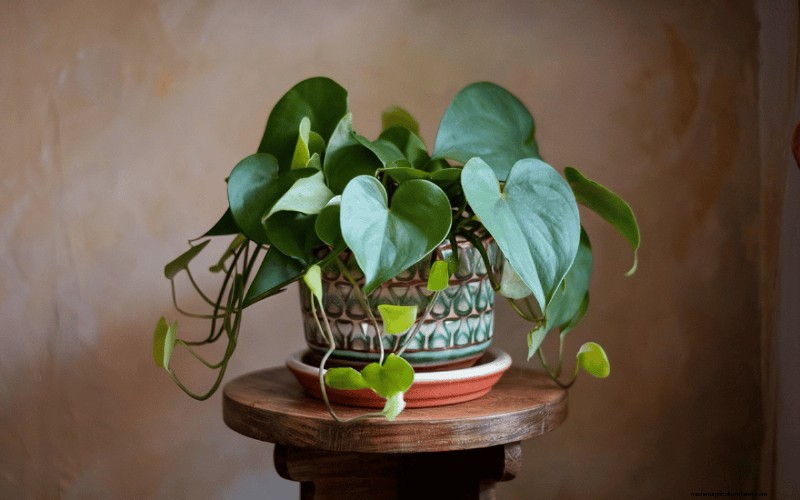 Best Low-Light Plants for Winter Windows: 12 Stunning Choices