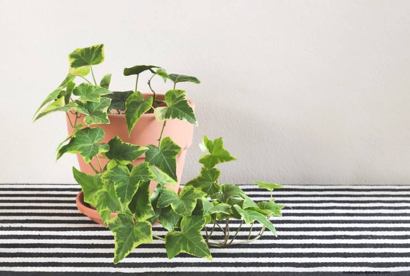 Best Low-Light Plants for Winter Windows: 12 Stunning Choices