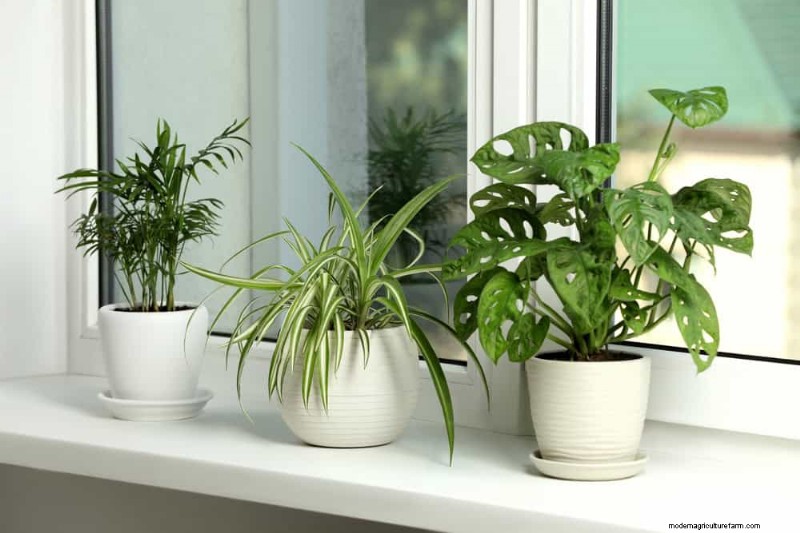 Best Low-Light Plants for Winter Windows: 12 Stunning Choices