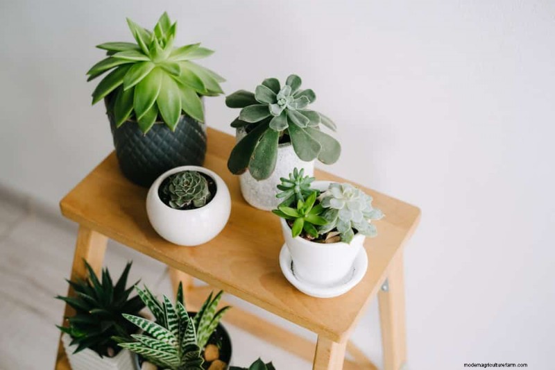 Protect Your Plants: 12 Ways to Shield from Cold Windows + Temperature Guide