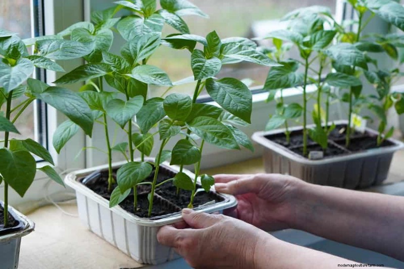 Protect Your Plants: 12 Ways to Shield from Cold Windows + Temperature Guide