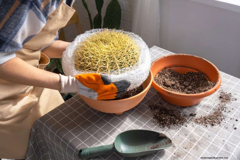 Protect Your Plants: 12 Ways to Shield from Cold Windows + Temperature Guide