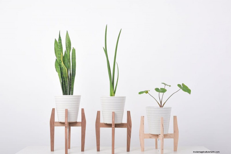 Protect Your Plants: 12 Ways to Shield from Cold Windows + Temperature Guide