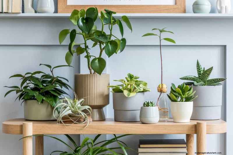 Protect Your Plants: 12 Ways to Shield from Cold Windows + Temperature Guide
