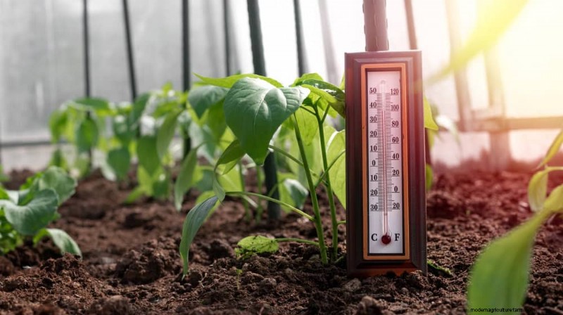 Protect Your Plants: 12 Ways to Shield from Cold Windows + Temperature Guide