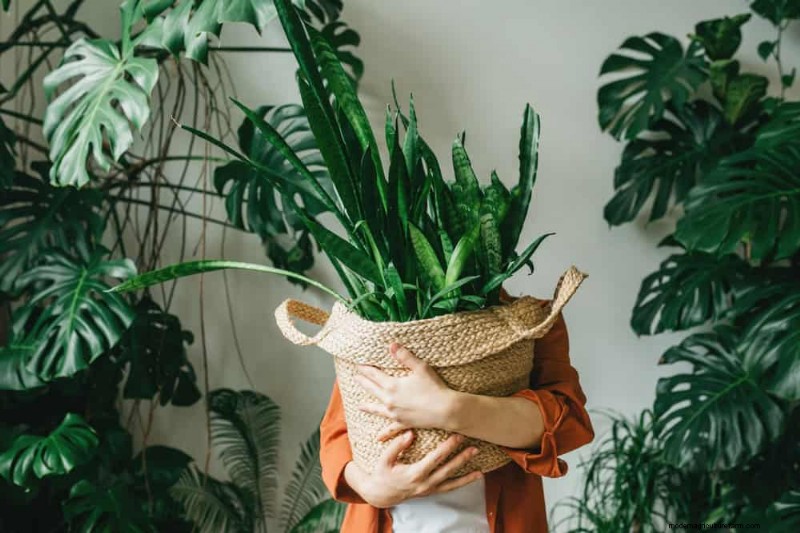 Protect Your Plants: 12 Ways to Shield from Cold Windows + Temperature Guide