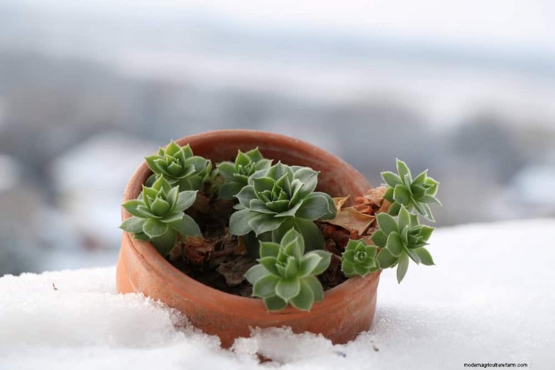 Winter Care for Succulents: 12 Expert Tips for Thriving Plants