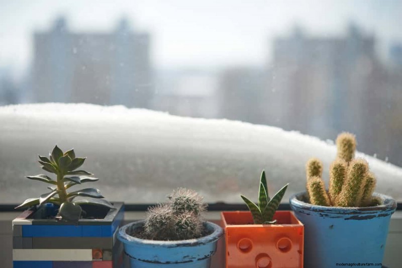 Winter Care for Succulents: 12 Expert Tips for Thriving Plants