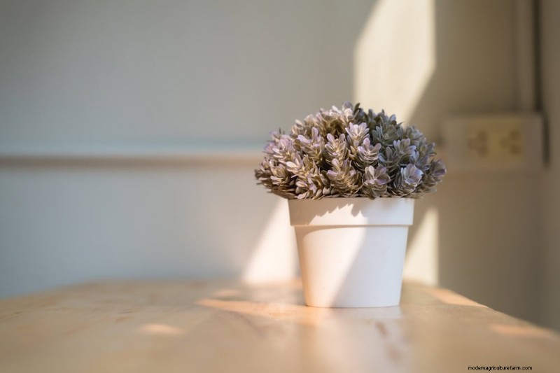 Winter Care for Succulents: 12 Expert Tips for Thriving Plants