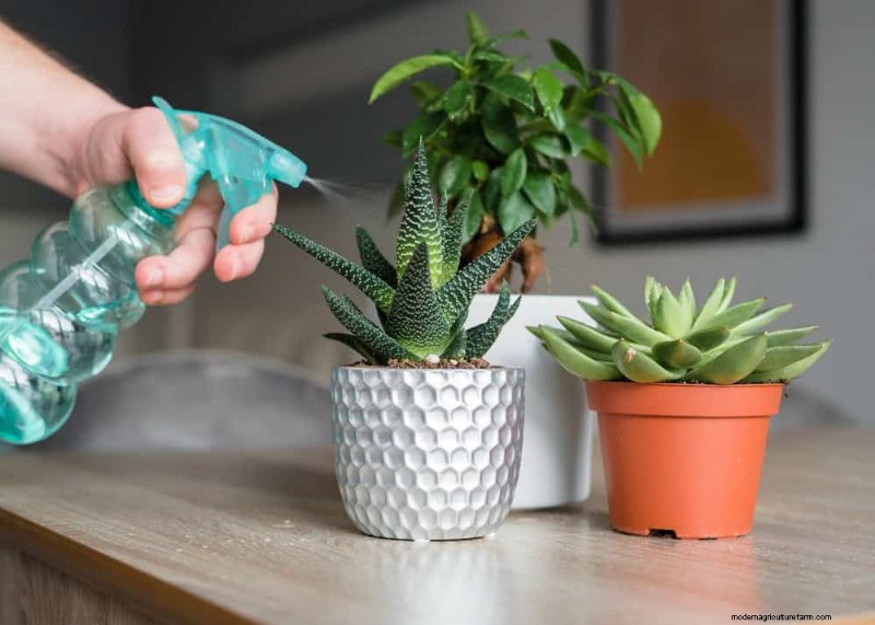Winter Care for Succulents: 12 Expert Tips for Thriving Plants
