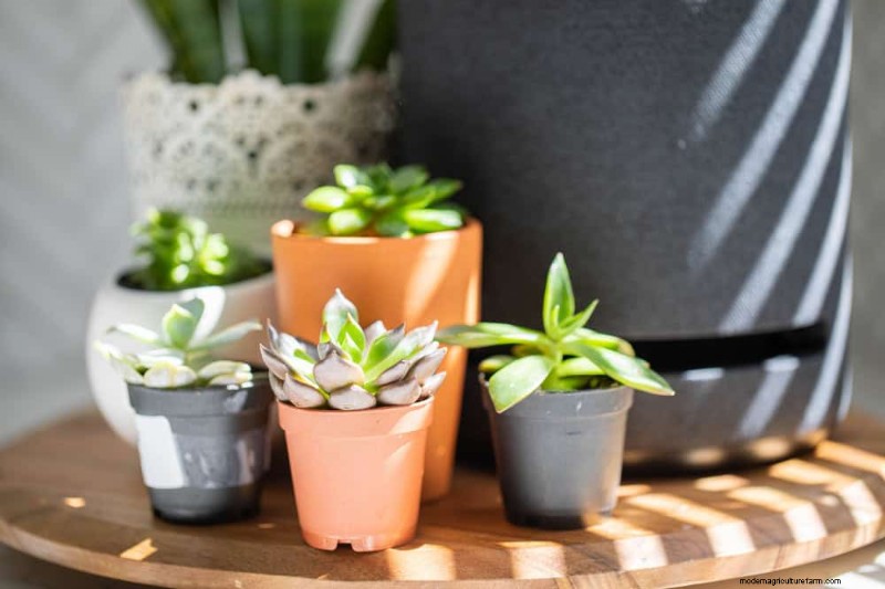 Winter Care for Succulents: 12 Expert Tips for Thriving Plants