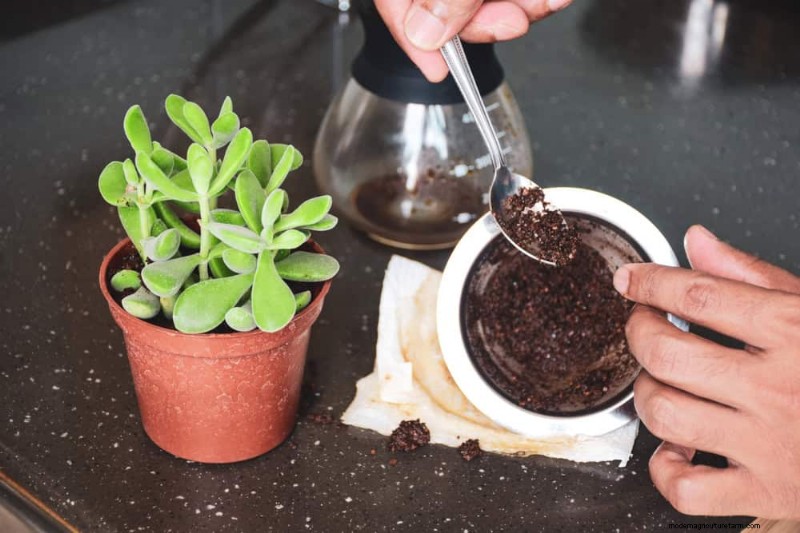 Winter Care for Succulents: 12 Expert Tips for Thriving Plants