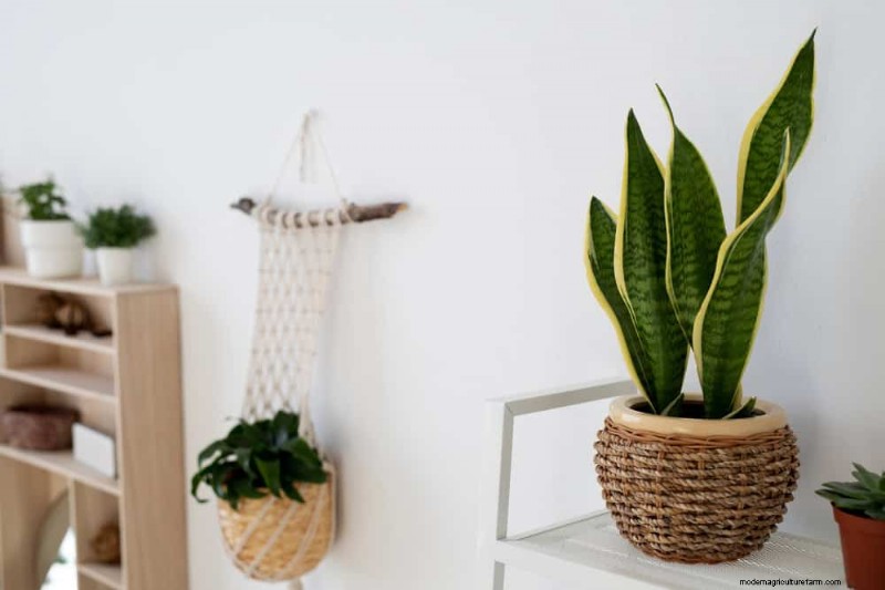 Winter Care for Succulents: 12 Expert Tips for Thriving Plants